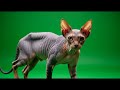cats in chroma (green screen)