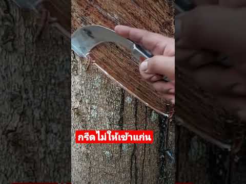 วีดีโอ: เคล็ดลับในการรื้อยางไม้