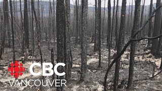 Holdover fires part of wildfire threat in B.C.’s northeast by CBC Vancouver 1,096 views 1 day ago 1 minute, 55 seconds