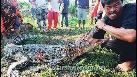 Xiếc Thú : Xiếc Cá Sấu Ăn Thịt Người 2016