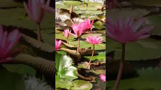 Beautiful Pink Water Lilies