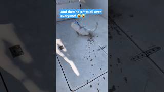 Fish Poops On Everyone