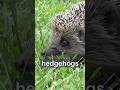 Hedgehogs Are Weirder Than You Think 🦔