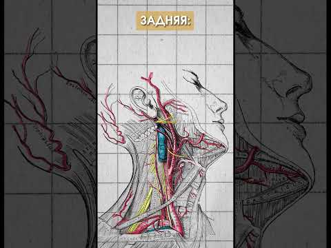 Этот вопрос тебя ждет на экзамене по анатомии. Ветви наружной сонной артерии