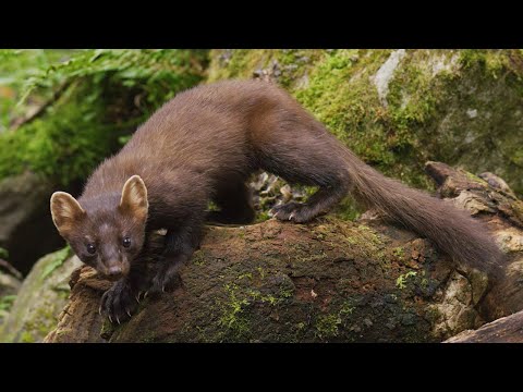 Inside Britain's Rainforests