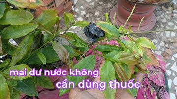 Xem lại cây mai dư nước và cách phục hồi không cần dùng kích rễ