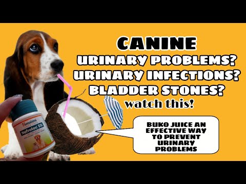 वीडियो: कुत्तों में मूत्र पथ / गुर्दे की पथरी (कैल्शियम फॉस्फेट)
