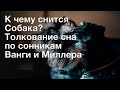 К чему снится Собака? Толкование сна по сонникам Ванги и Миллера