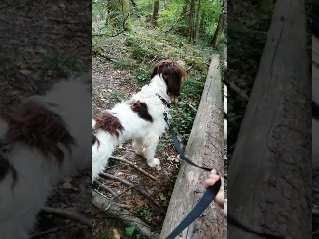 Сырое мясо, давать или нет собакам и щенкам ?🐕🦺🍖