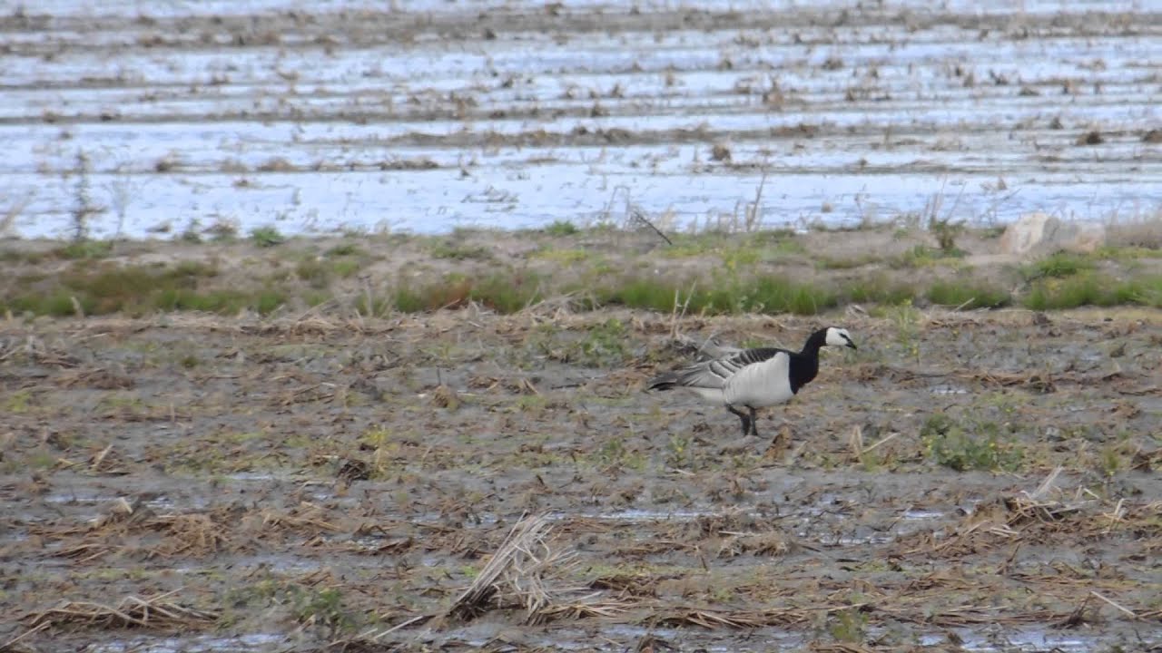 Barnaclas cariblancas en Extremadura