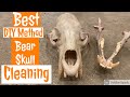 Best diy method for cleaning bear skulls  fastest  easiest