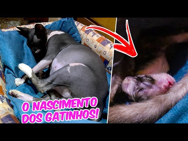 Gatinhos acabaram de nascer 7/5/2019