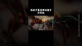 雨林中最恐怖的猎手：行军蚁！ #趣聞 #大陸 #动物科普