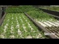 Aquaponics Farming of the Future | UNC-TV Science