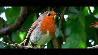 SONY AX53 Robins Nest & Big Bumble