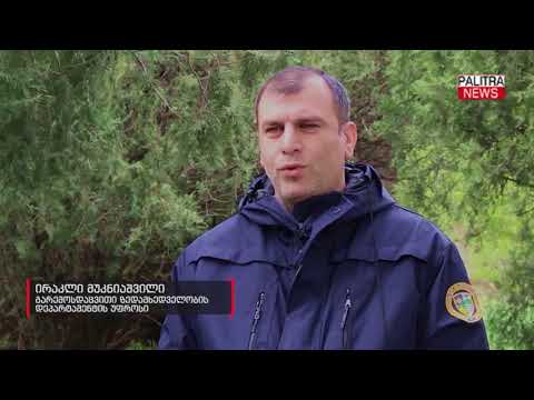 კასპსა და ხაშურში დიდი რაოდენობით სახერხი მასალა ამოიღეს