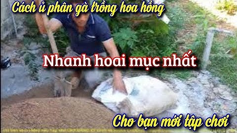 Cách ủ phân gà để trồng hoa hồng và cây kiểng nhanh hoai mục nhất