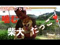 保健所から来た噛む柴犬ねねちゃん 抱上げます！Animal Rescue Nursing