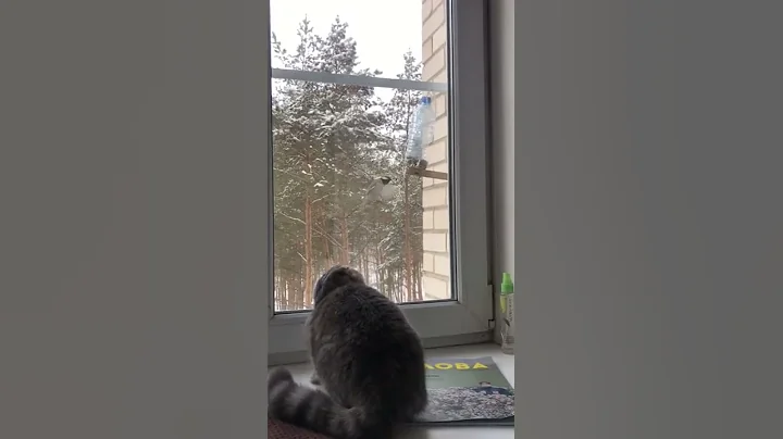 Watch the video about Scottish fold kitten watching on birds through the window