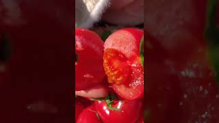 Famous vegetables of India are not Indian