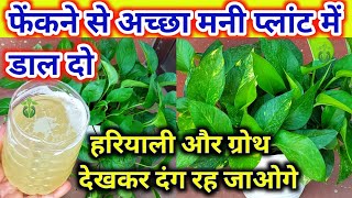 मनी प्लांट की हरियाली और ग्रोथ देखकर दंग रह जाओगे. Money Plant Care/ How to make Bushy and Longer.