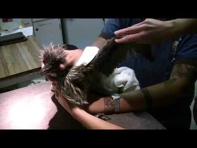 Night Heron Baby at WildCare class=