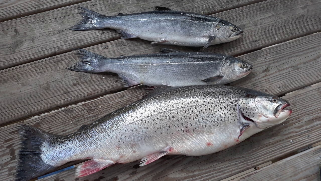 Chicago Powerline 2019 Montrose Harbor Coho Salmon:Brown Trout CFK