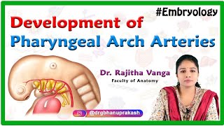 Development of Pharyngeal Arch Arteries : Embryology