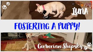 Fostering a Puppy! A German Shepherd/Husky Mix (Gerberian Shepsky)