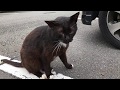 宮ヶ瀬で出会った猫 1　神奈川県愛甲郡清川村