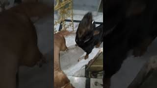 rottweiler and French Mastiff dog crazy moments 🤣🤣🔥🐕|rottweiler|French Mastiff|#rottweilerdog by life With Puppy's (Anushtup) 25 views 2 months ago 3 minutes, 17 seconds