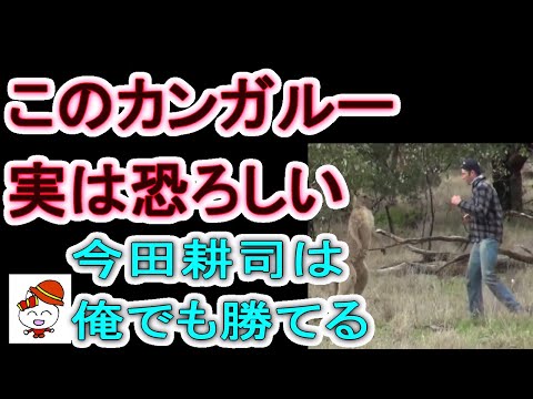 このカンガルー、実は恐ろしい相手だった　今田耕司は「俺でも勝てる」２メートルを超える…