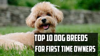 TOP 10 DOG BREEDS FOR FIRST TIME OWNERS/TOP 10 DOG BREEDS FOR BEGINNERS|NIRU'S PET ZONE by Niru's Petzone 107 views 3 years ago 1 minute, 54 seconds