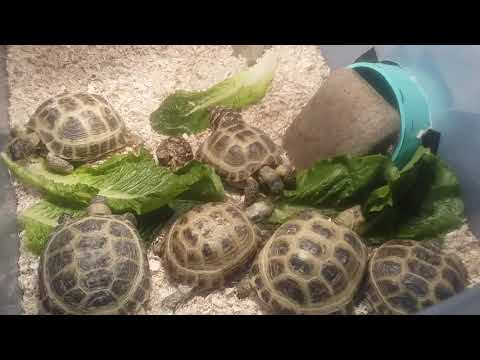 Impressive Russian Tortoise Herd!
