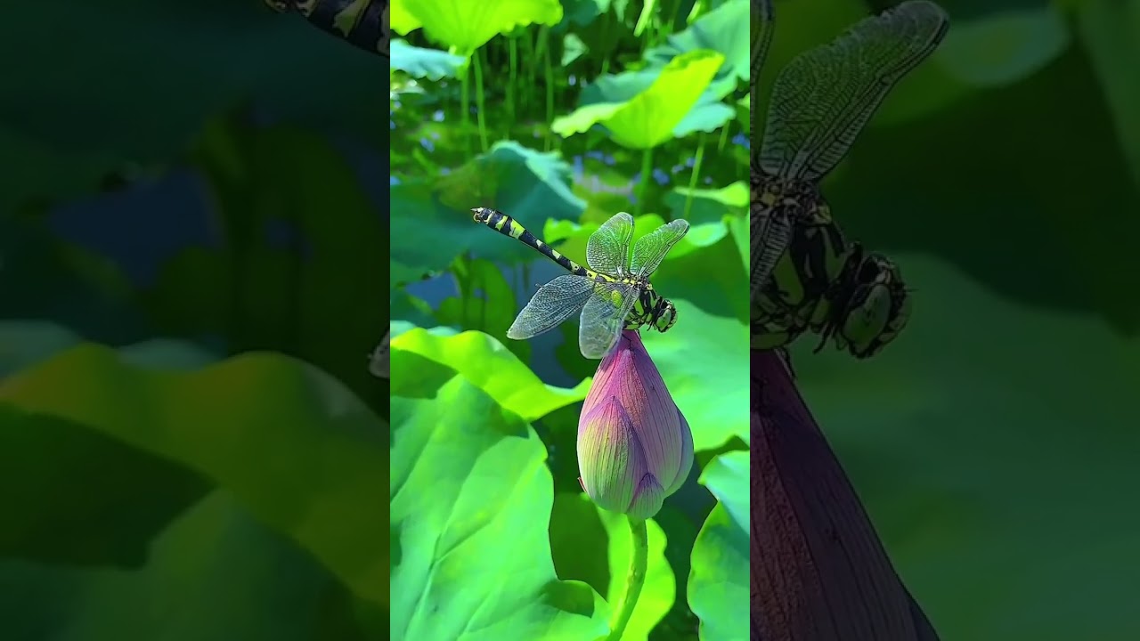Graceful Dragonflies and Nelumbo Nucifera: Nature's Elegance in Stunning 4K Video 