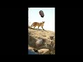 Sonny es atacado por un puma | Tiempo para mí