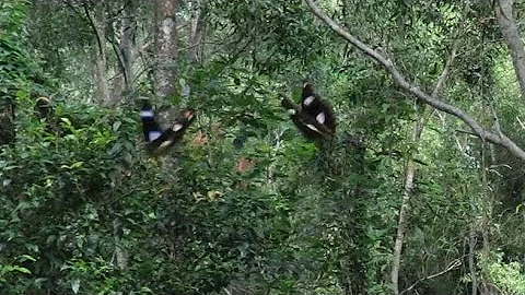 Nature's "BUTTERFLY DANCE"!