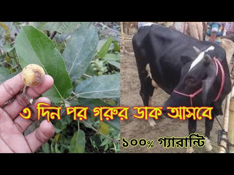 ভিডিও: ডাইকোকুয়া কোডায়ুর যাত্রা