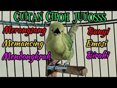 terapi sirtu macet bunyi dengan suara sirtu betina ini,pasti sirtu macet jadi gacor lagi.