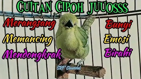 Pancingan Sirtu Gacor Efektif Untuk Merangsang Bunyi Sirtu Macet Bunyi#cipohgacor@srfchannel3881