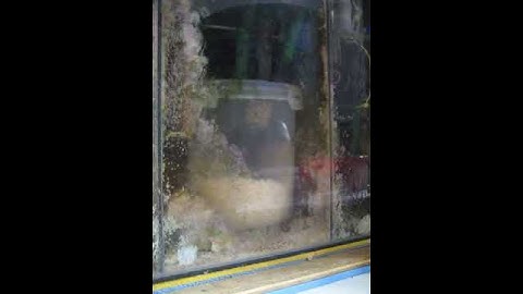 NP Biopellet reactor