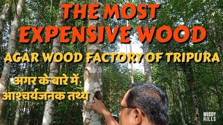 Agar the Most Expensive Wood | Agar Wood Factory of Tripura |  #agar #muddyhills