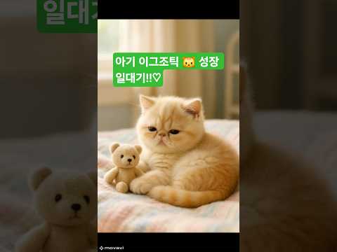 아기 이그조틱 고양이의 성장 일기🐾✨#이그조틱고양이 #아기고양이성장기 #감성타임랩스 #첫걸음 #첫목욕 #AI고양이 #고양이쇼츠 #힐링영상 #귀여운성장기