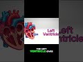 Blood Flow Explained: Heart Pumping Oxygen Through Body #shorts
