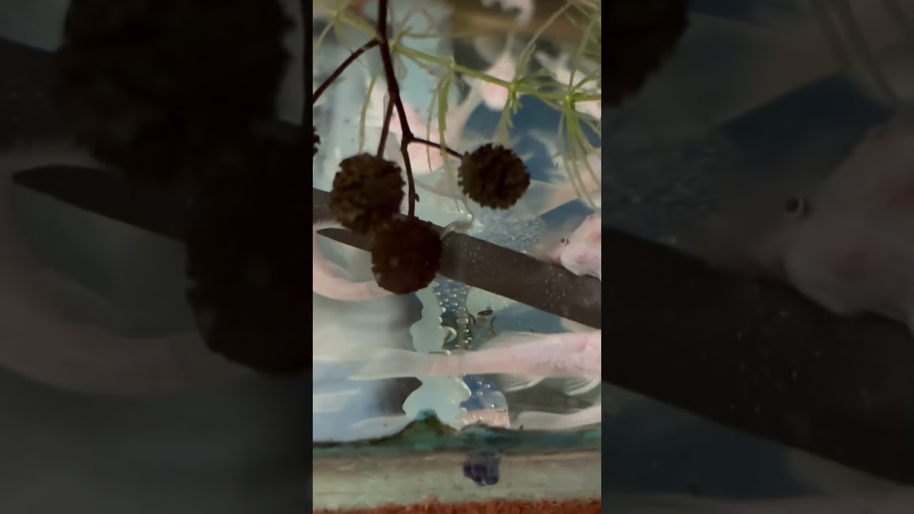 Co robią szyszki olchy dla Zbrojników ? Zapraszam na pełen film