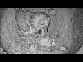 Tawny Owl Nest - By Morten Hilmer- Puszczyki -Teo w gnieździe , dostawy gryzoni , Frida karmi🌹🐥🐥🐥🐥🍀🌹