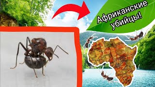 🔥АФРИКАНСКИЕ МУРАВЬИ-УБИЙЦЫ!! Обзор редкого вида myrmicaria natalensis!