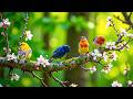 🎹 Spring Bird Sounds with Relaxing Piano Music 🌿 Stress Relief, Calm Evenings &amp; Better Sleep
