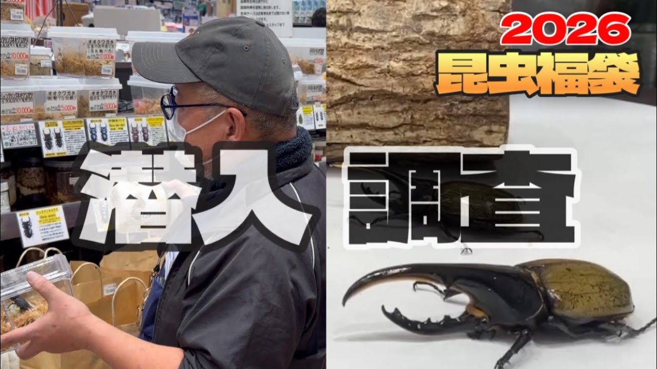 【 緊急ほぼLIVE 】 2026年福袋！フィールドガーデン昆虫福袋の中身、暴いてみた