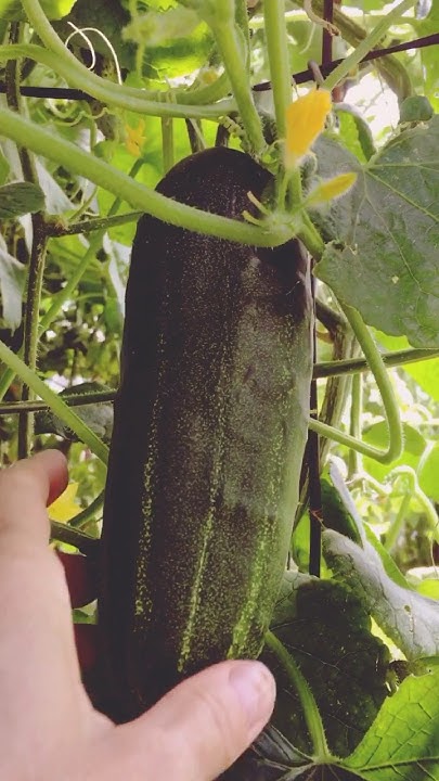 Огурец - он или маленький или большой… - YouTube